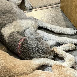 Poodles from Reeck’s Standard Poodles