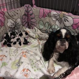 Girl 3 - Black white and tan female English Toy Spaniel puppy in Bloomington, Indiana from Clussexx Kennels
