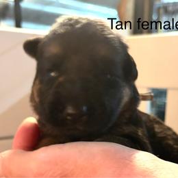Tan Collar - Black and red female German Shepherd puppy in Puyallup, Washington from Majestic Royal German Shepherd’s