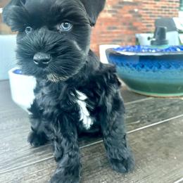 Miniature Schnauzer Puppies from Lap Happy Schnauzers