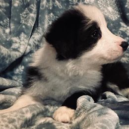 Border Collie Puppies from Stellar Kennels