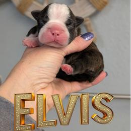 Elvis - Brindle and white male Boston Terrier puppy in Oak Hills, California from All American Boston Terriers