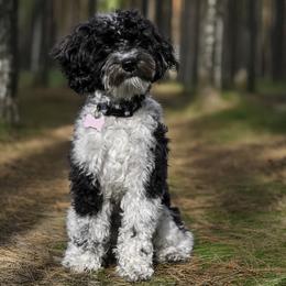 Nala - Australian Labradoodle