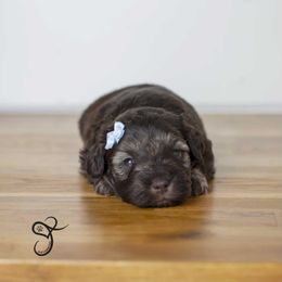 Shasta - Liver female Miniature Schnauzer puppy in Diamond Valley, Utah from JoJo's Schnauzers