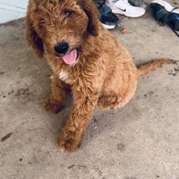 Girl 2 - Bernedoodle puppy in Oklahoma from Prairie Bernedoodles