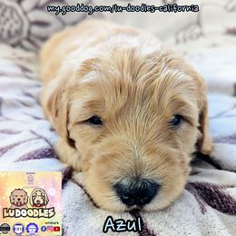 Azul - Cream male Goldendoodle puppy in Santa Cruz, California from Lu Doodles