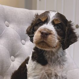English Springer Spaniels from Goldridge Springers