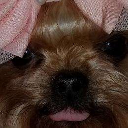 Trooper - Yorkshire Terrier