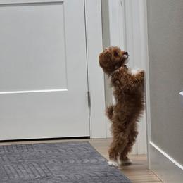 Cavapoo, Cockapoo, Maltipoo, and Poodle Puppies from Heavenly Puppies to Love