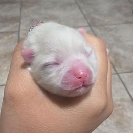 Puff - Cream female Pomeranian puppy in Fort Worth, Texas from Picture Perfect Poms