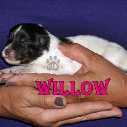 Willow - TRI CHW GIRL - White black and tan female Shetland Sheepdog puppy in Frazeysburg, Ohio from Mountain High Kennels