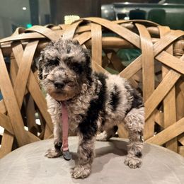 Sybil Stone - Merle female Goldendoodle puppy in Houston, Texas from Were The Mack'Doodles