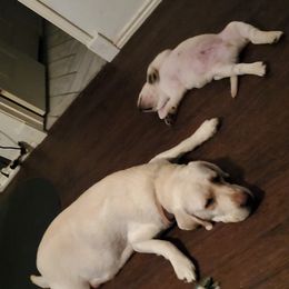 Labrador Retriever Puppies from Texas Finest English Labradors