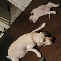 Labrador Retriever Puppies from Texas Finest English Labradors