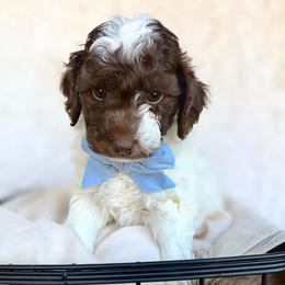 Chance - Parti male Goldendoodle puppy in Holly Springs, Georgia from Libby Lou’s Goldendoodles