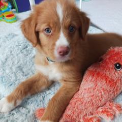 Nova Scotia Duck Tolling Retriever Puppies from Red Hill Tollers