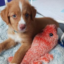 Nova Scotia Duck Tolling Retriever Puppies from Red Hill Tollers