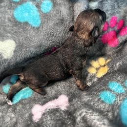 Sweetie. - Brown female Shihpoo puppy in Denver, Colorado from Angel babies