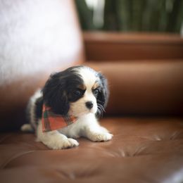 Cavalier King Charles Spaniel Puppies from Tsarevich Goldens and Cavaliers
