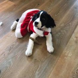 English Springer Spaniel Puppies from Springers Of Oz