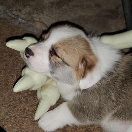 Pembroke Welsh Corgi Puppies from Cynnor's Corgis