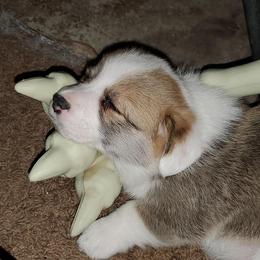 Pembroke Welsh Corgi Puppies from Cynnor's Corgis