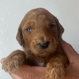 Boy 2 (dark blue collar) - Apricot male Goldendoodle puppy in San Diego, California from Southside Doodles