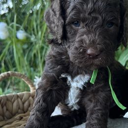 Goldendoodles from Dandelion Lane Doodles