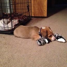 Pembroke Welsh Corgi Puppies from Rocking LJ Breeding