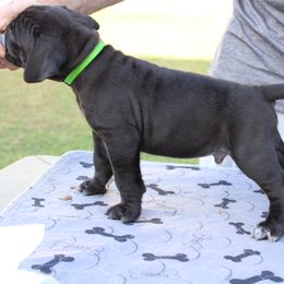 Cane Corso Puppies from Steel Legacy Cane Corso