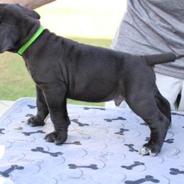 Cane Corso Puppies from Steel Legacy Cane Corso