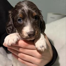 Dancer AKC - Piebald female Dachshund puppy in Erie, Michigan from Champagne’s Grinch Toe’d Dachshunds