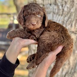 Brownie- Teal Collar - Chocolate female Goldendoodle puppy in Bay City, Texas from Charming Doods Goldendoodles