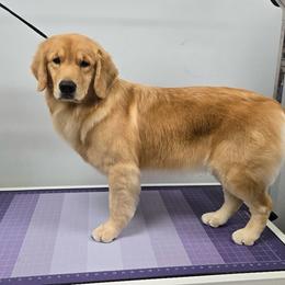 Golden Retriever puppies from Star Raised Goldens