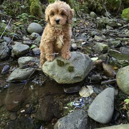 Goofy - Apricot male Cavapoo puppy in Washington from Mt.BakerPoodles&Doodles