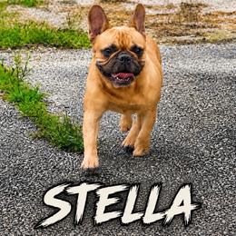 Stella - French Bulldog
