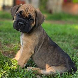 Thanos - Fawn male Cane Corso puppy in Bangs, Texas from HOUSE OF HALL CANE CORSOS