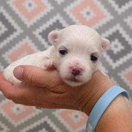 2nd pick male - White male Maltese puppy in Monticello, Iowa from Ashley’s Puppies