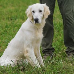 Peter Parker - Light golden male Golden Retriever puppy in Bedford, Indiana from Indiana Goldens