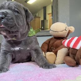 Cane Corso and Lowchen Puppies from High Royal Kennel