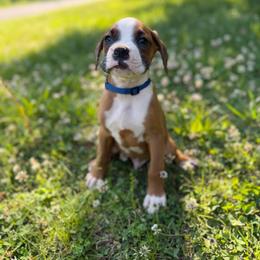Boy 3 - Fawn male Boxer puppy in Prestonsburg, Kentucky from Bre’s Boxers