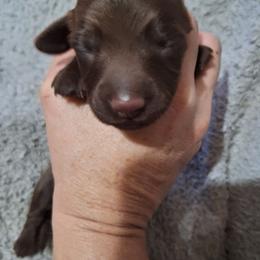 DINozzo - Chocolate male Dachshund puppy in Liberty, North Carolina from Heavenly Doxies