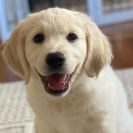 Golden Retrievers from Gilded Golden Retrievers