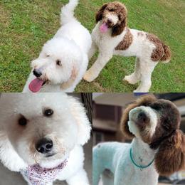 Bo - Goldendoodle