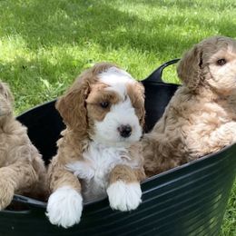 Goldendoodle Puppies from NY Dandy Doodles
