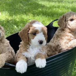 Goldendoodle Puppies from NY Dandy Doodles