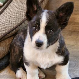 Cardigan Welsh Corgis and Pembroke Welsh Corgis from Diamond Corgis