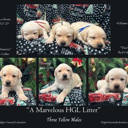 Thor - Red Collar, Yellow Male - 3,500 - Yellow male Labrador Retriever puppy in Eaton Rapids, Michigan from Higher Ground Labradors