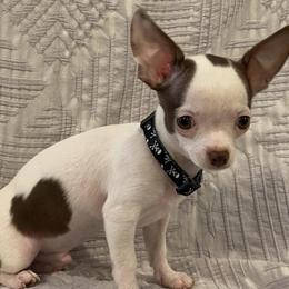 Chihuahuas from Casadelopez Tails