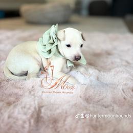 Giulietta Moonlight Dream - Cream female Italian Greyhound puppy in Duvall, Washington from Hunter_Moon Hounds